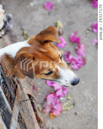 happy handsome  young Jack Russel terrier dog 26327170