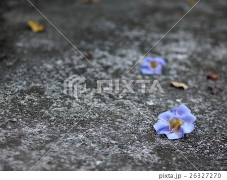 Blue trumpet vine, Thunbergia laurifolia home herb Blue trumpet vine, Thunbergia laurifolia home herb 26327270