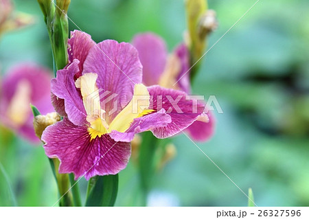菖蒲の花 アヤメ花 春 26327596