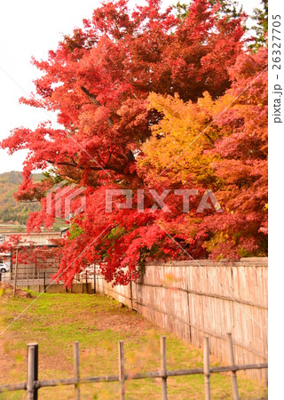 竹囲いと真赤な紅葉 26327705