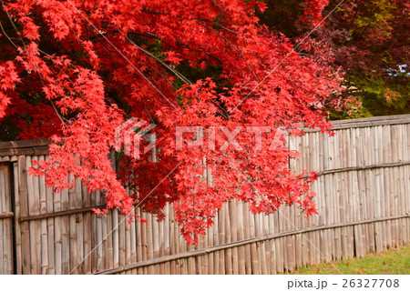 竹製の垣根と真赤な紅葉 26327708