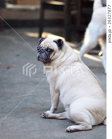 white fat cute pug dog playing around home garden white fat cute pug dog playing around home garden 26327877