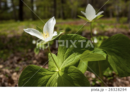 シロバナエンレイソウ 26328294