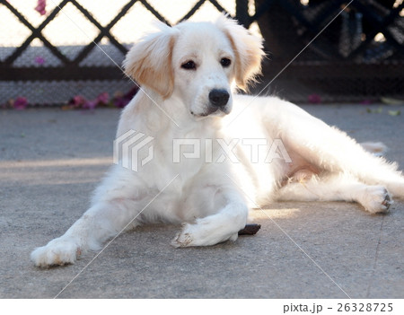 lovely funny white cute fat compact size puppy dog lovely funny white cute fat compact size puppy dog 26328725