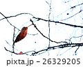 木の枝に一枚だけ残った葉 26329205
