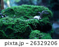 岩に生えた苔 26329206