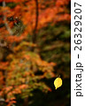 蜘蛛の巣に掛かった紅葉した葉 26329207