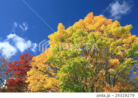 紅葉 26329279