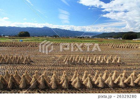 稲刈り 26329280