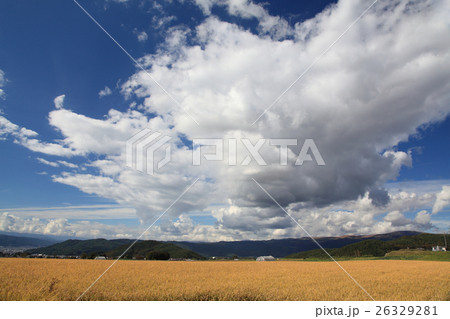 黄金色の稲 26329281