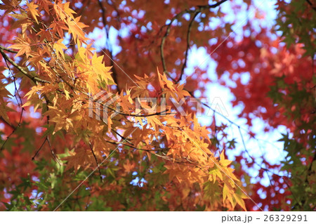 モミジ 26329291