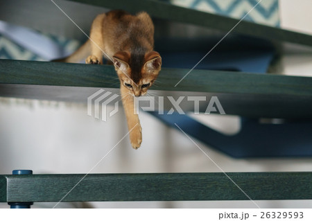 abyssinian kitten playing on stairs abyssinian kitten playing on stairs 26329593