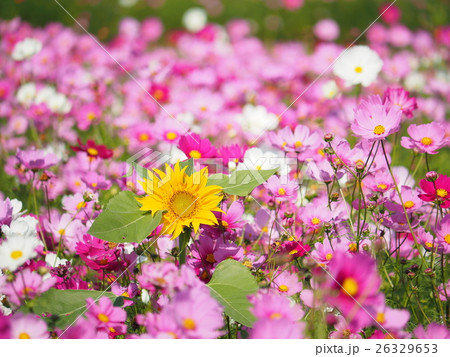 コスモスとヒマワリ コスモスとヒマワリ 26329653
