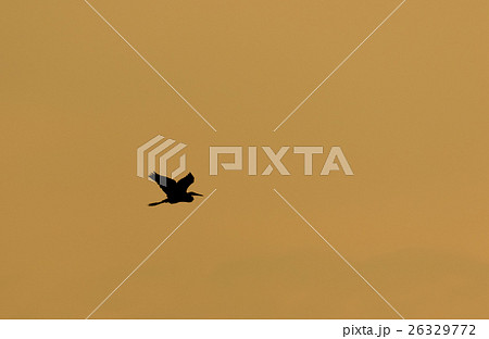 Egret Flying in Silhouette 26329772