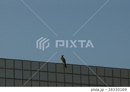 鳥 オキナグサ おきなぐさ 26330169