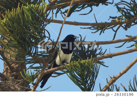 分枝 枝 支店 26330196