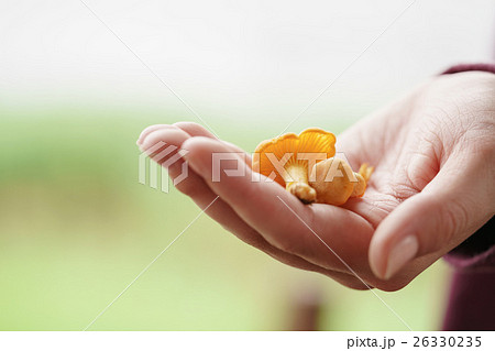 fresh chanterelle mushrooms in female teen hand 26330235