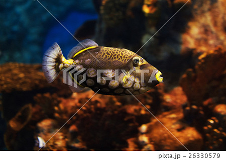 Close-up view of a Clown triggerfish Close-up view of a Clown triggerfish 26330579