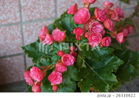 花 フラワー お花 26330622