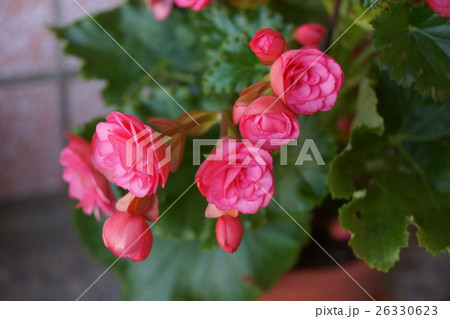 花 フラワー お花 26330623