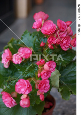 花 フラワー お花 26330626