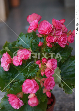 花 フラワー お花 26330629