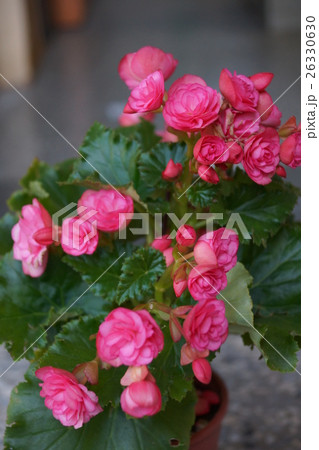 花 フラワー お花 26330630