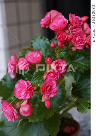花 フラワー お花 26330633