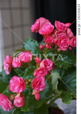 花 フラワー お花 26330634