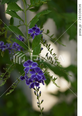 花 フラワー お花 26330636