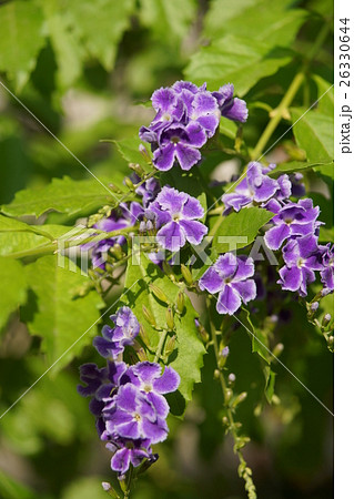 花 フラワー お花 26330644