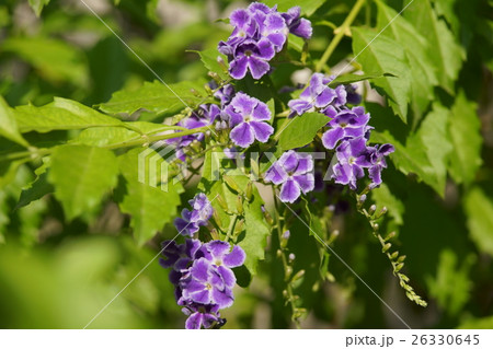 花 フラワー お花 26330645