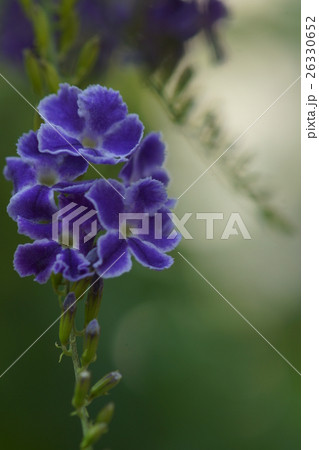 花 フラワー お花 26330652