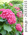 紫陽花 26331015