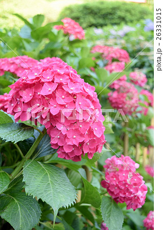 紫陽花 紫陽花 26331015