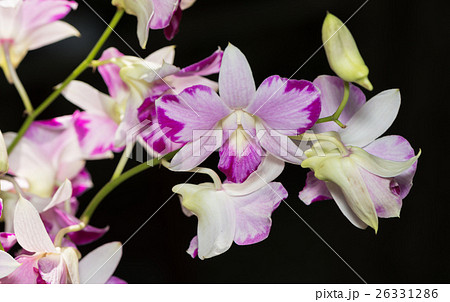 beautiful pink Dendrobium orchid flower. 26331286