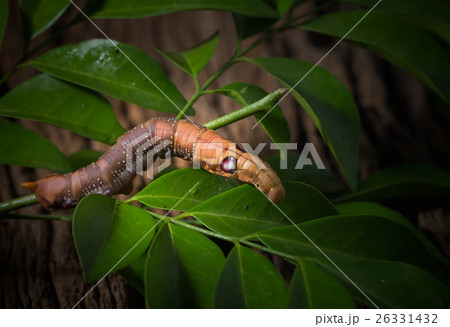 Colored caterpillar or Brown worm Colored caterpillar or Brown worm 26331432