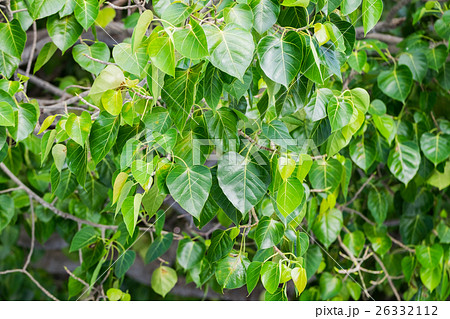 Bodhi tree green leaves Bodhi tree green leaves 26332112