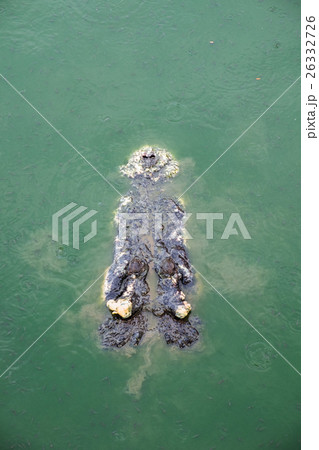 Big crocodile in pond Big crocodile in pond 26332726