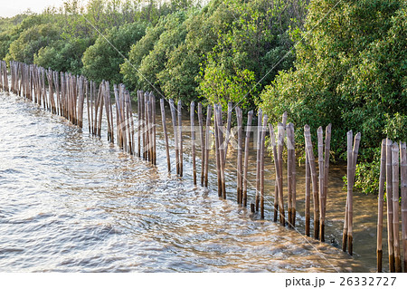 Mangrove tree on coast bay at evening 26332727