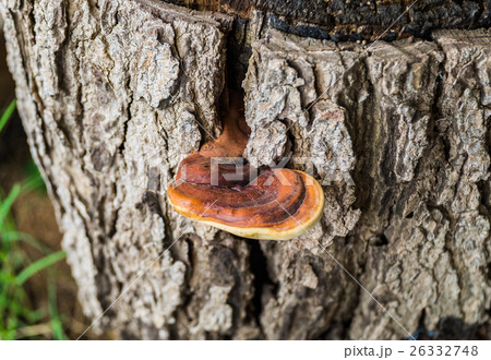 Fungus mushroom brown piece grow Fungus mushroom brown piece grow 26332748