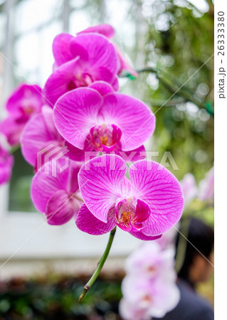 Beautiful orchid pink purple arranged on tree Beautiful orchid pink purple arranged on tree 26333380