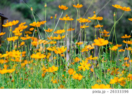 Cosmos mexican aster flower orange yellow rows 26333396