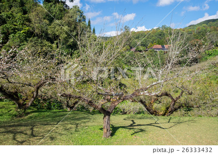 Chinese plum, Japanese apricot, Tree bloom flower Chinese plum, Japanese apricot, Tree bloom flower 26333432