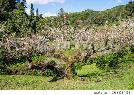 Chinese plum,Japanese apricot,Tree bloom flower Chinese plum,Japanese apricot,Tree bloom flower 26333433