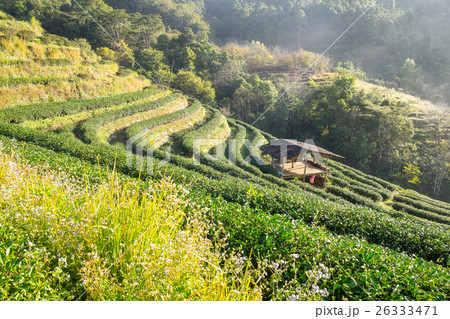 Tea plantation pavillion thatch fog beautiful Tea plantation pavillion thatch fog beautiful 26333471