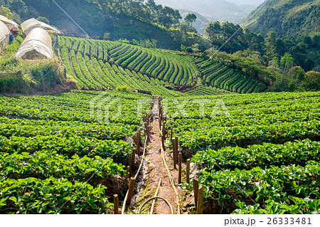 Strawberry platation mountain stairs beautiful 26333481