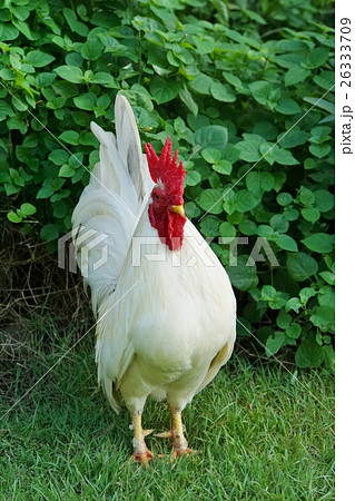 鶏、にわとり、ニワトリ（Gallus gallus domesticus） 26333709