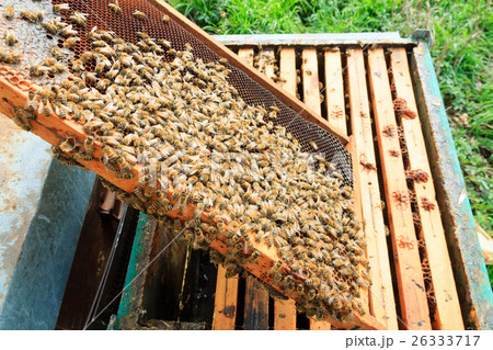 Open hive, beekeeping 26333717
