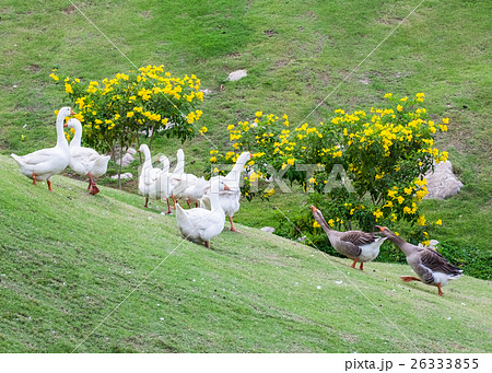 Black Goose deport group white goose fighting 26333855